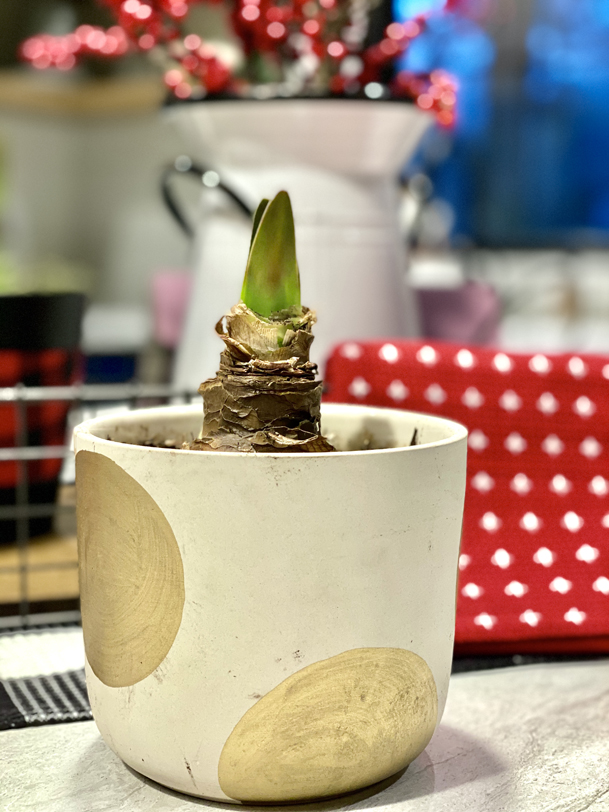 http://plaidsandpoppies.com/wp-content/uploads/2019/11/Unique-gifts-for-everyone-on-your-list-repotted-bulb.jpg