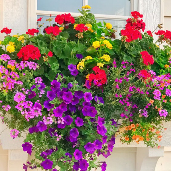 Image of Zinnia summer window box flowers