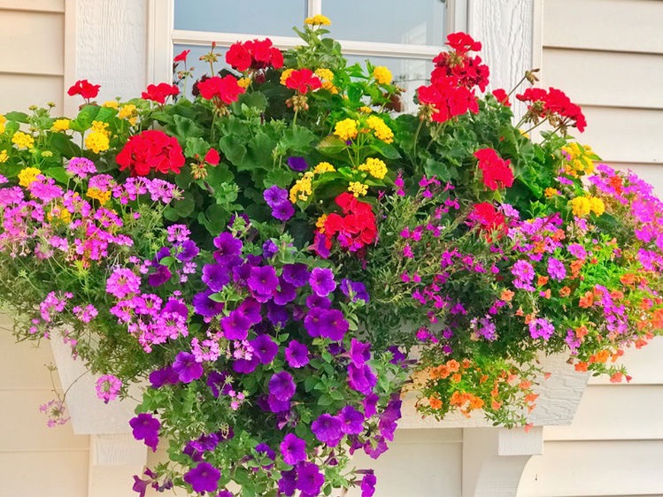 10 Sun-Loving Flowers for the ULTIMATE window box recipe - Plaids and ...